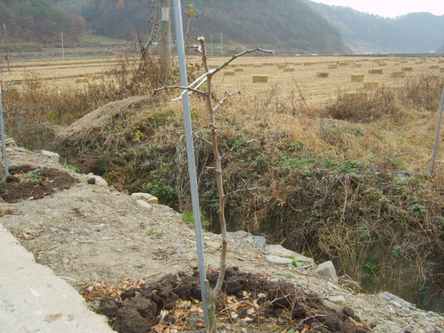 조은농원 이미지