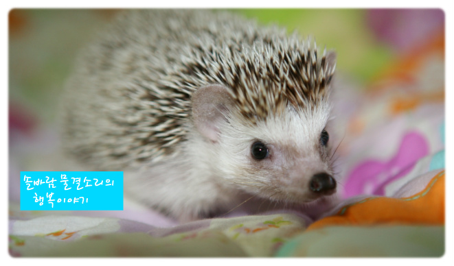 고슴도치가 하루종일 화를 낸 사연 