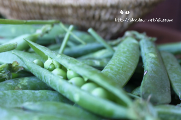 봄의 영양을 부드럽게 즐기는~완두콩 리조토(risotto)