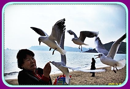 부산갈매기 이미지