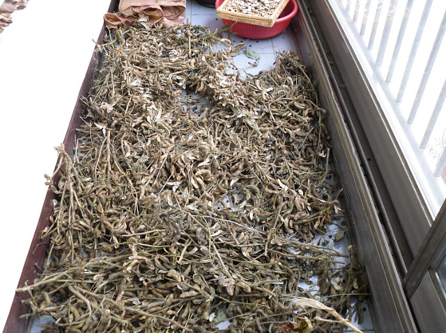 2009년의 농사 마무리