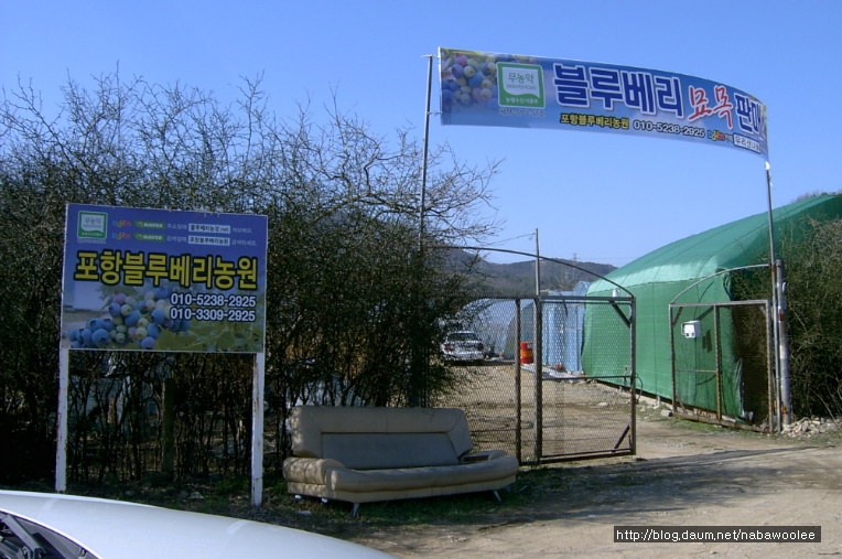 포항블루베리농원 이미지
