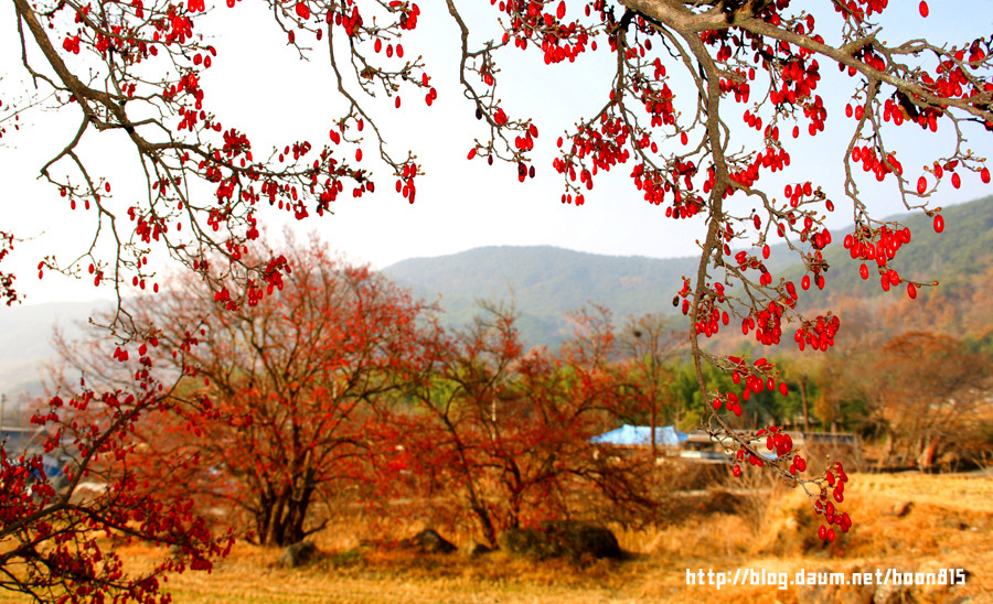  구례산동의 산수유 