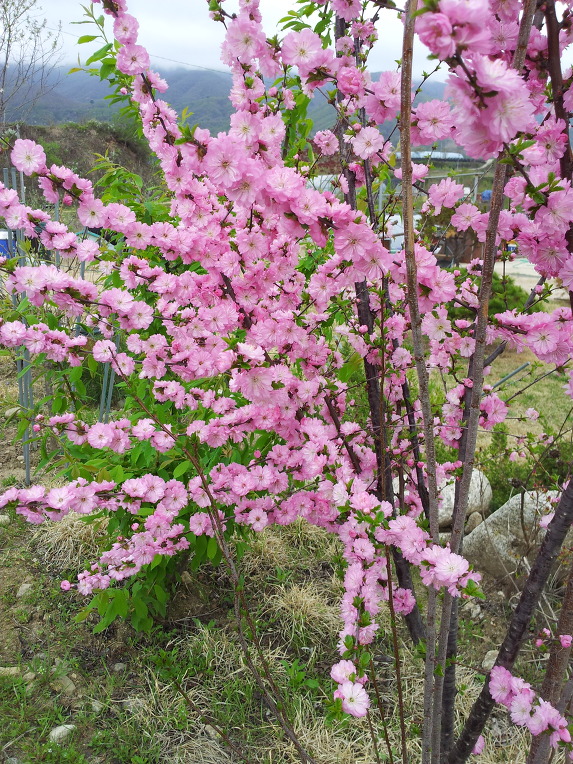 펀치볼 돌산령 농원의 화단