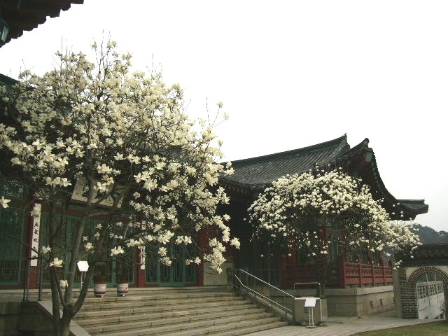놓치기 아까운 종류별 봄 꽃 여행지 