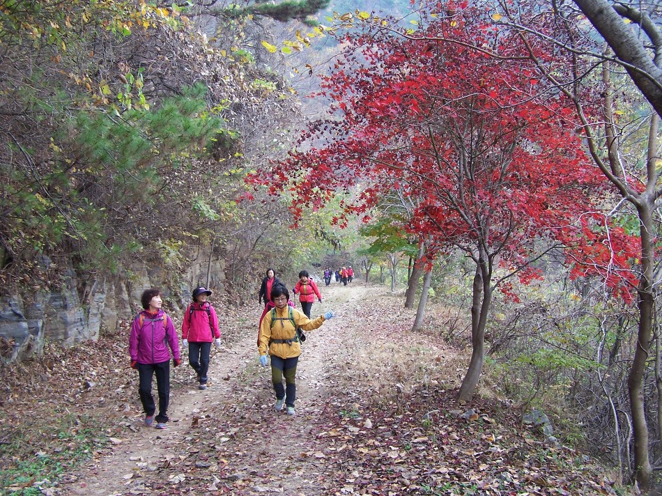 갈잎 이미지