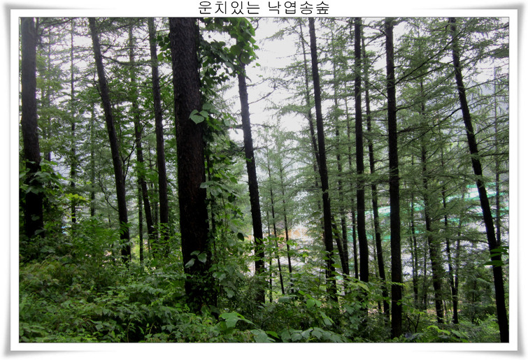 2040D0475039ED0F33D722