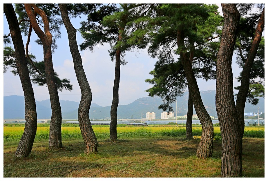 초가을에 찾아간 임한리 솔밭