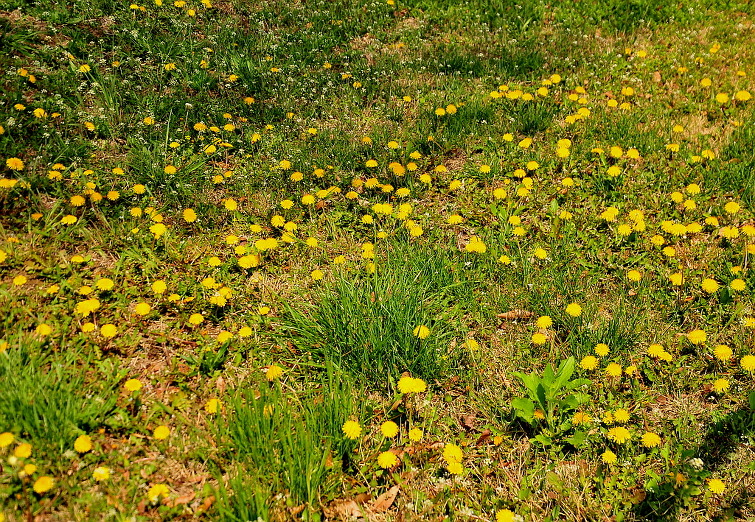 강 마을에 봄이 오는 풍경