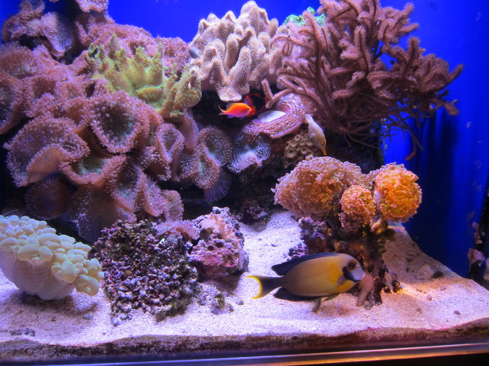 시카고여행        시카고 쉐드 아쿠아리움(Shedd Aquarium)