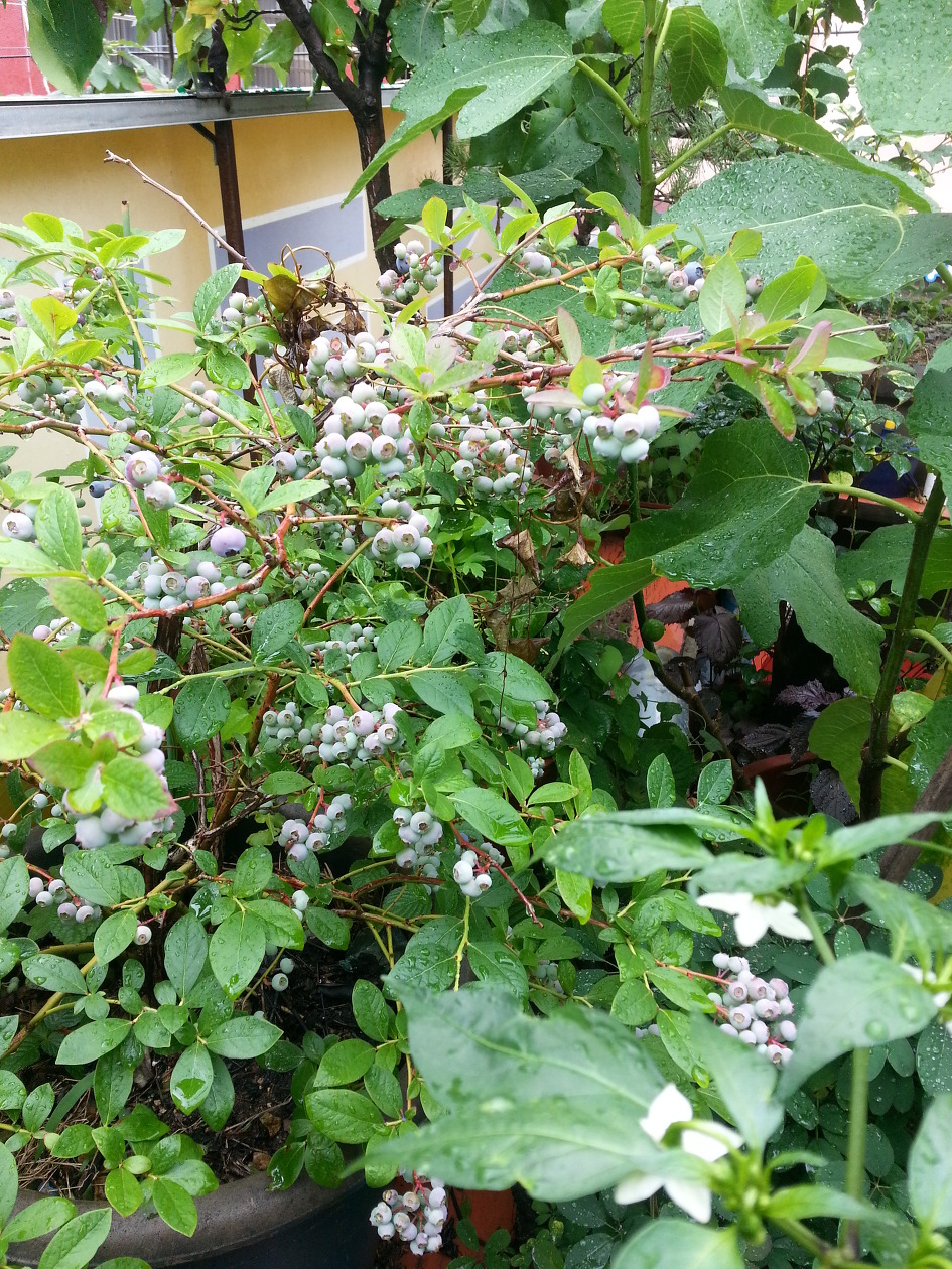 우리산의 유실수^^^
