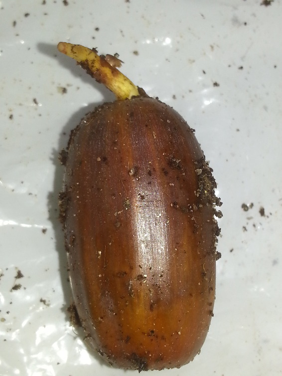 왕도토리 이미지