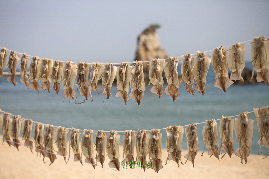 건어물-동해안