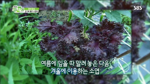 왕의밥상 이미지