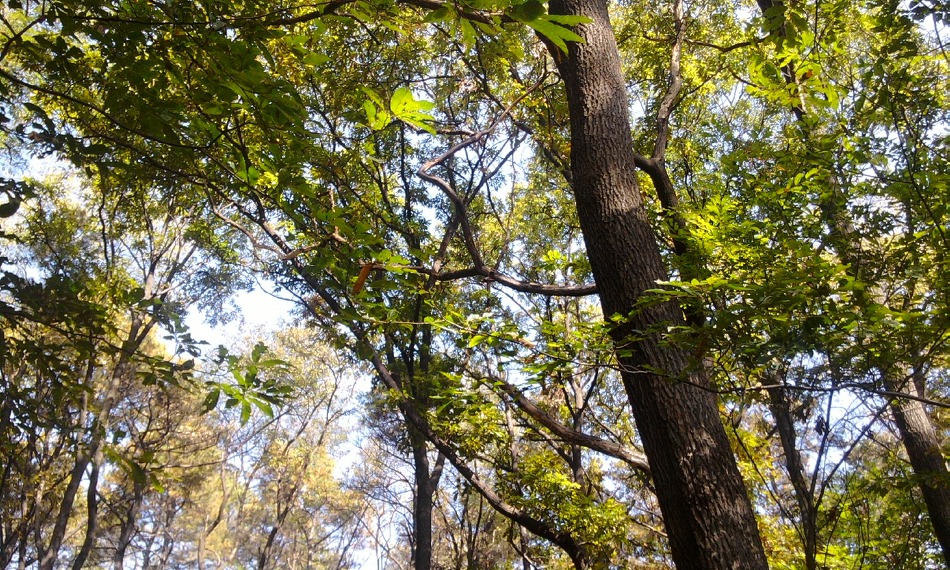 이정옥 트로트 디스코 15  