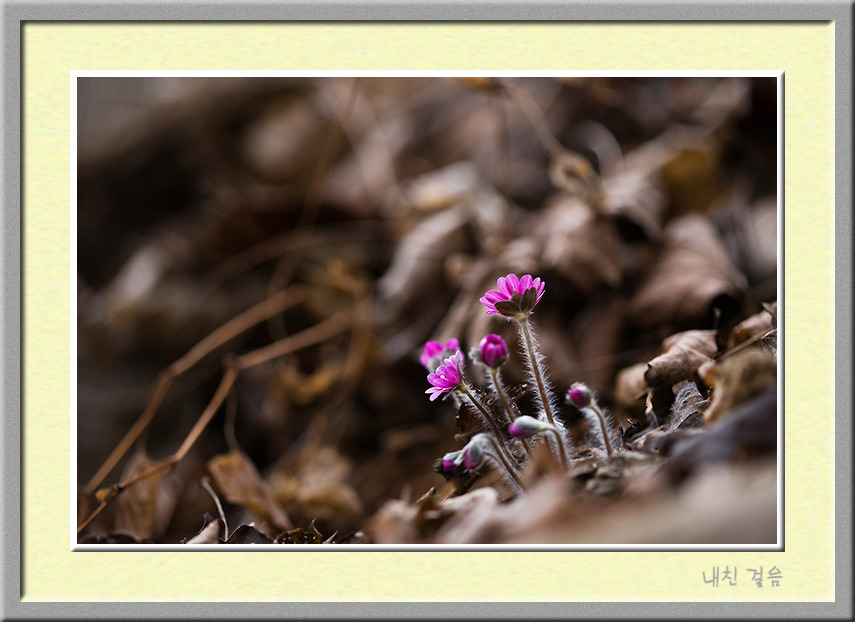 산고끝에 다시 태어난 노루귀