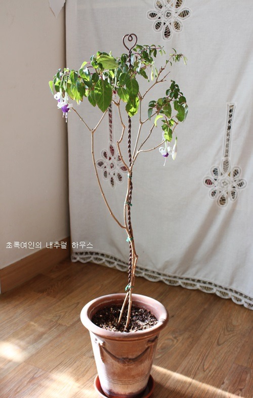 님프 이미지