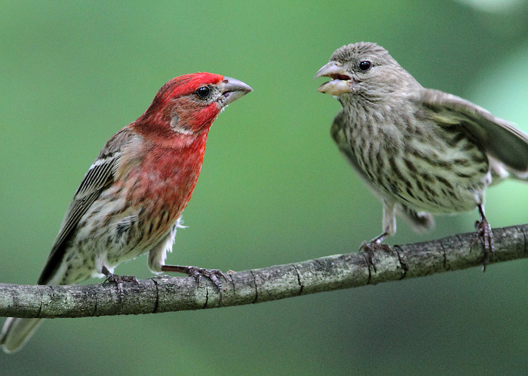 261B1D355611BA833218FC