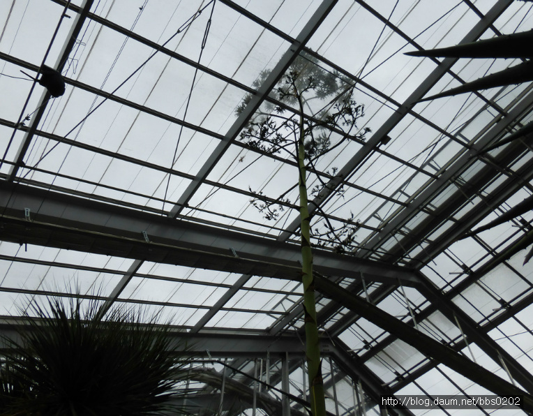 80년만에 한번 꽃피고 죽었다는 아가베(Agave)
