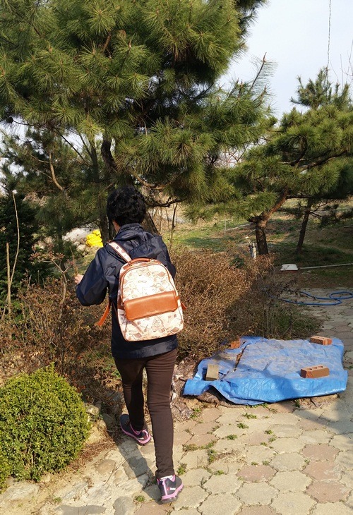 황금농원(복숭아) 이미지