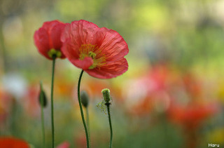 26660D4A51A6ECBE369A3F