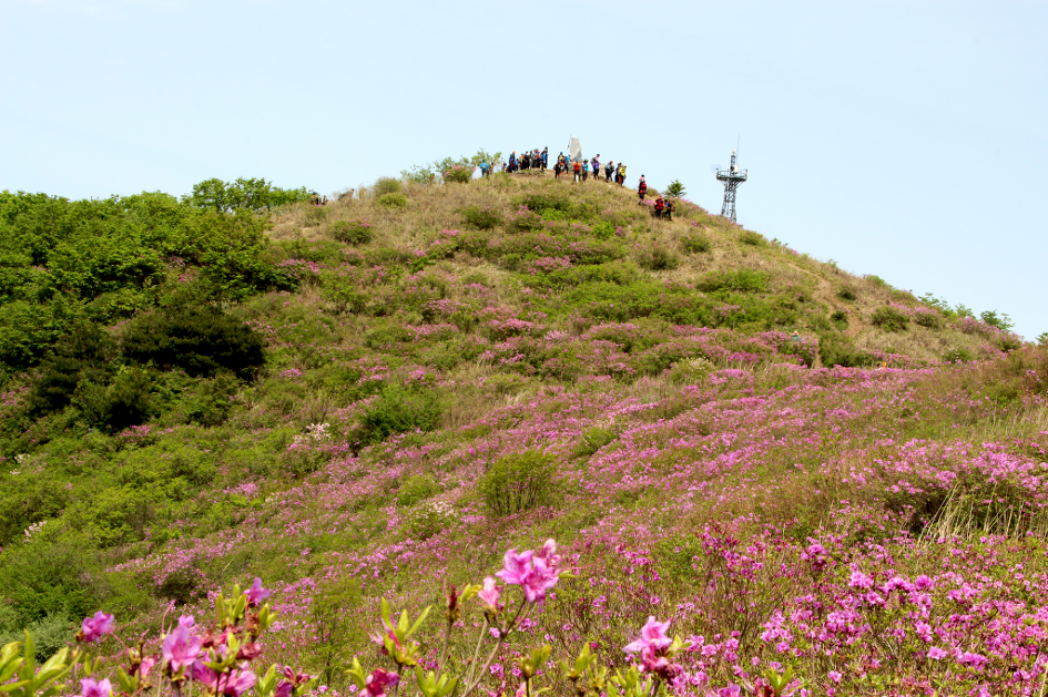 남원 봉화산 철쭉과 함양 상림공원의 숲길을 거닐다(16.5.7)