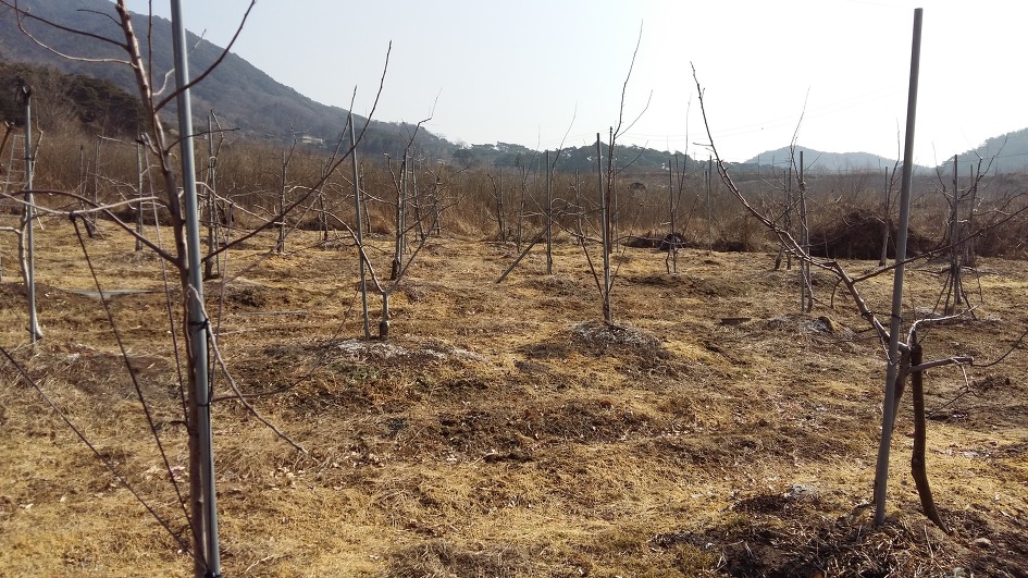 사과나무 가지 유인을 한 과원 전경
