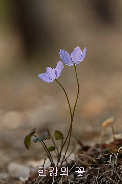 깽깽이풀