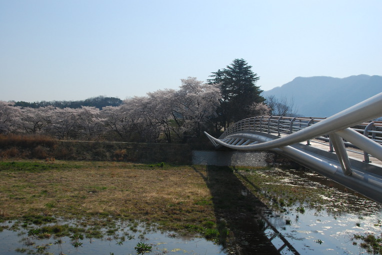 벚꽃 (모악산)