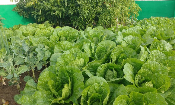 태풍이 온다는 아침 옥상 텃밭 가을 배추 돌보기...