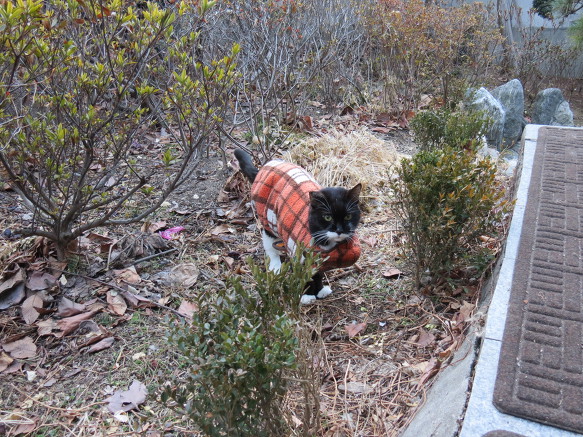 대장, 안돼, 넌 아직 겨울옷이 필요해!
