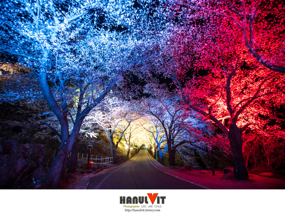 십리벚꽃 야경..