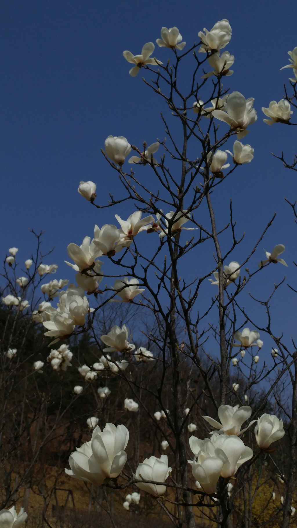 구미에코랜드_산동 참 생태숲 봄꽃