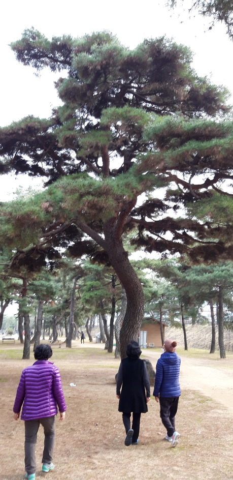 영신숲