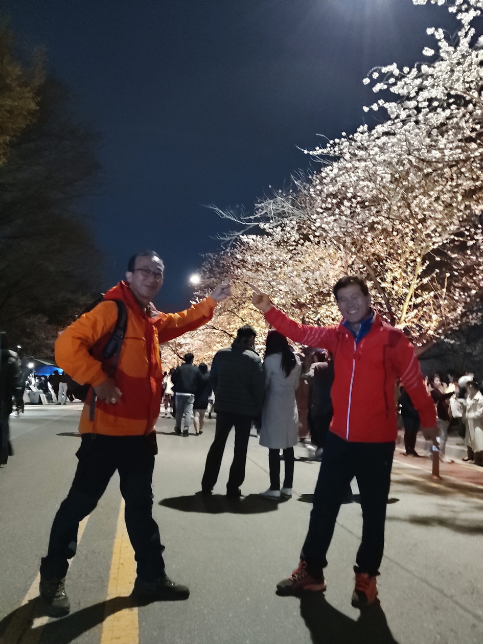 [여의도] 윤중로 벚꽃