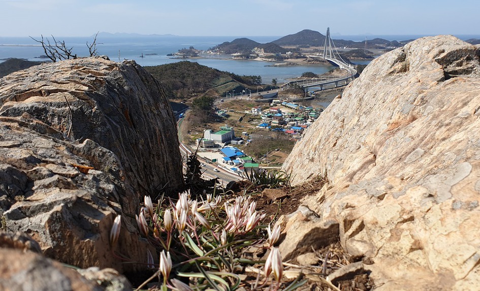 [군산] 신시도 앞산 산자고/산자고 꽃밭에서 놀다