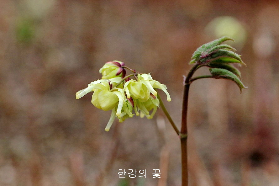 삼지구엽초