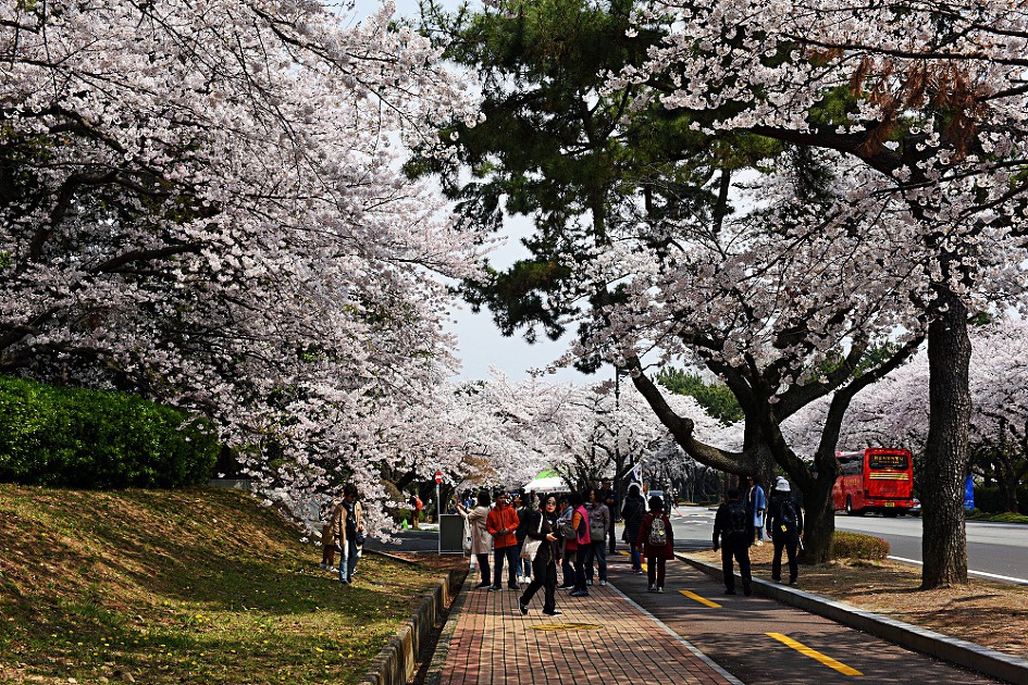 진해벚꽃축제 2019 진해군항제 제황산공원 진해탑전망대 북원로터리 충무공이순신동상 진해기지사령부