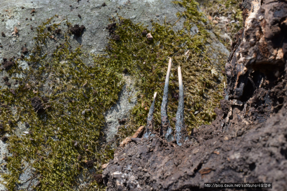 콩꼬투리버섯 Xylaria hypoxylon カノツノタケ