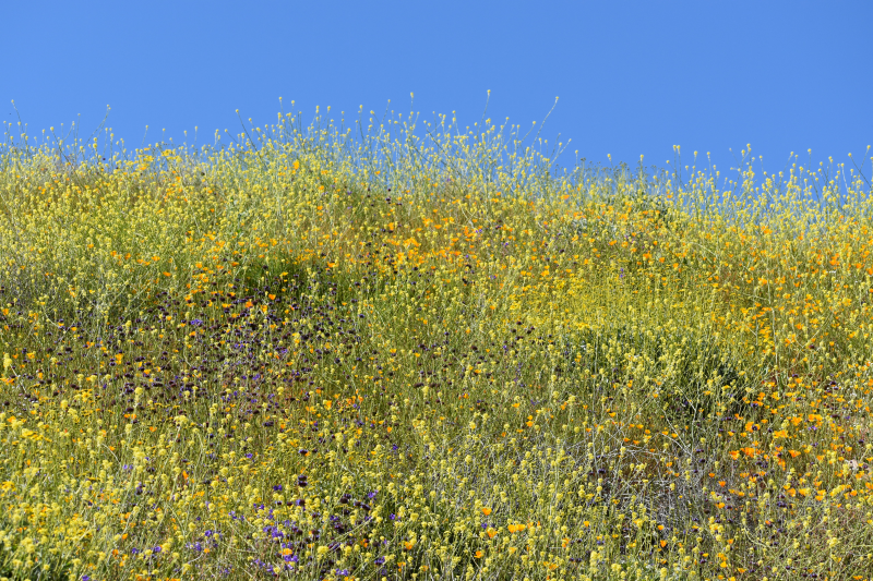 Elsinore-Walker Canyon / Poppy Fields