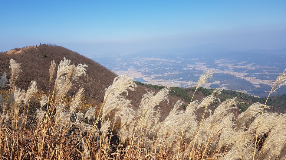 서해안 최고봉 오서산 억세 놀이