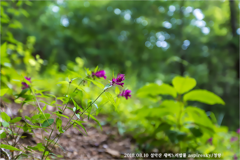 현삼과 며느리밥풀(Melampyrum : 메람피룸)속 알아보기
