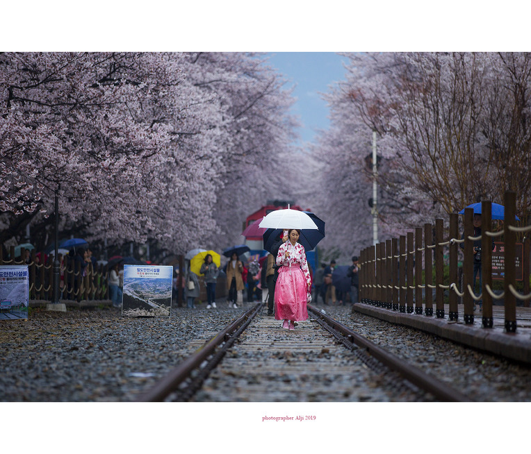 2019 3 30-진해경화역
