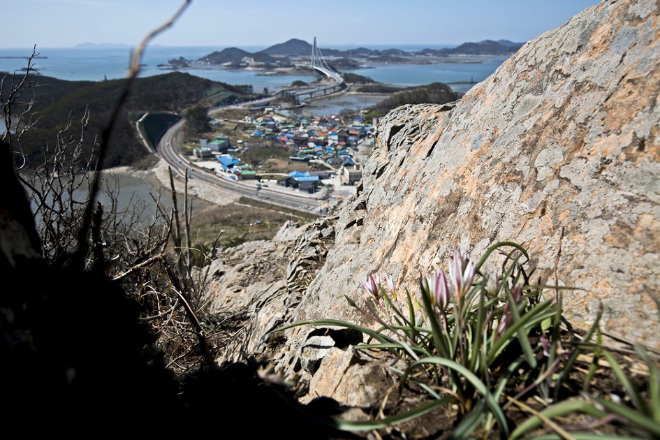 [군산] 신시도 앞산 산자고/산자고 꽃밭에서 놀다