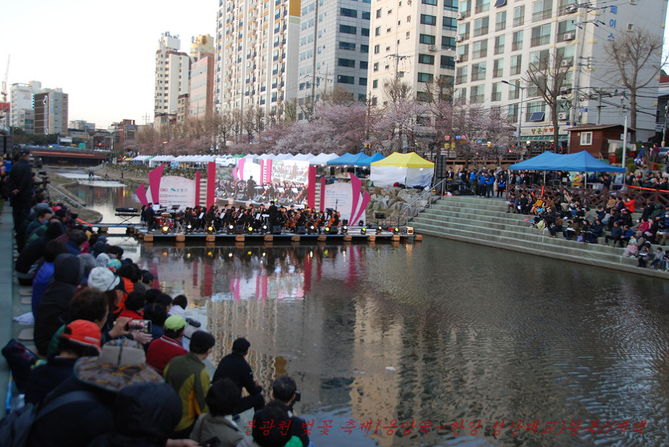 2019. 불광천 벚꽃축제(4월 5일~4월 6일까지 이틀간)