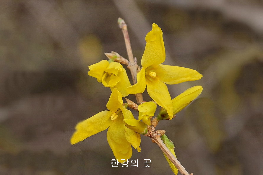 개나리