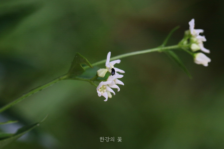 민백미꽃