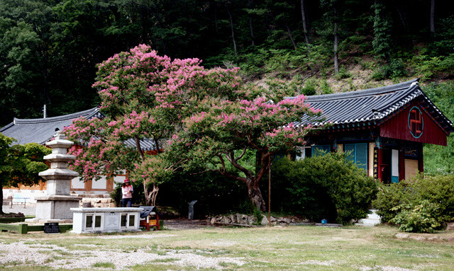 반야사