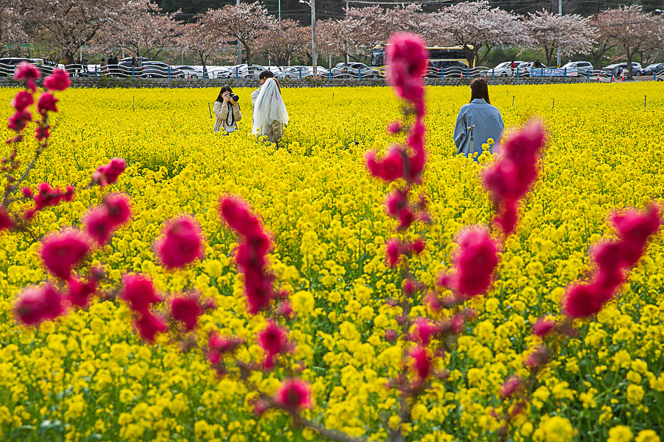 유채꽃축제