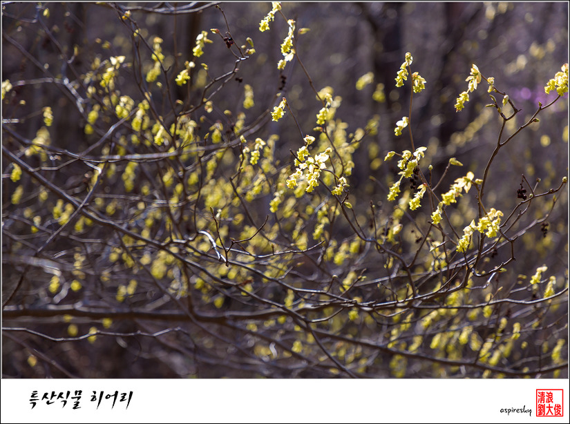 2019.03.31 백두대간 웅석봉에서 조망에 취한 날